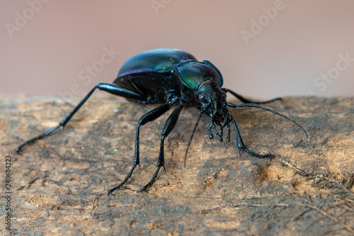 Wallpaper Mural violet ground beetle - Carabus violaceus Torontodigital.ca