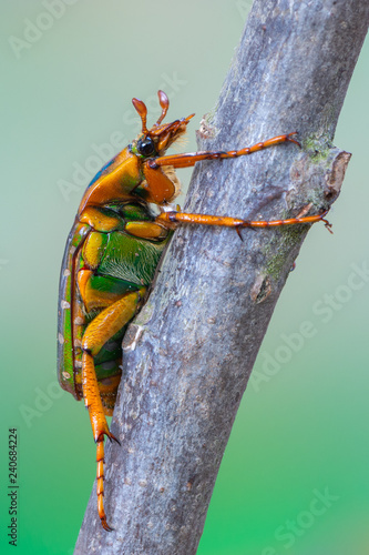 Stephanorrhina guttata aschantica photo