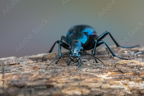 violet ground beetle - Carabus violaceus