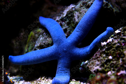 Blue Sea Star - (Linckia laevigata)