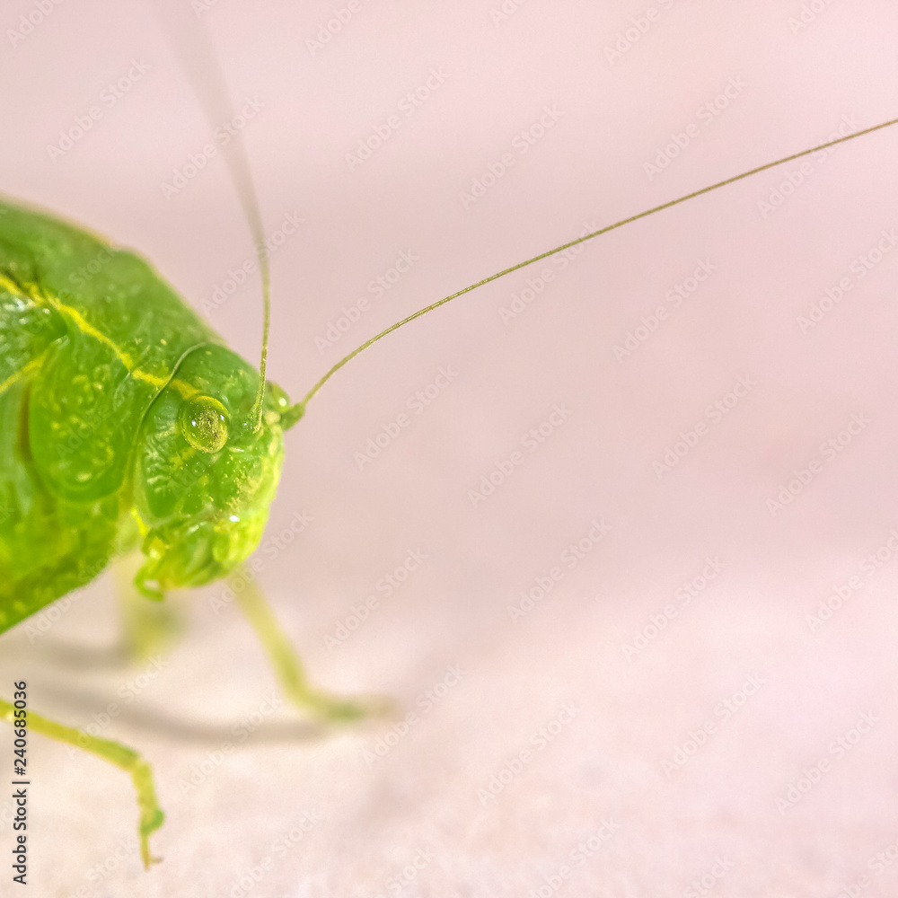 A bright green bush cricket or Tettigoniidae A bright green bush cricket or Tettigoniidae