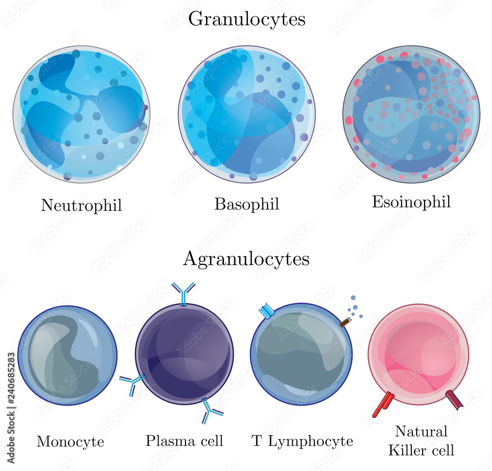 Unlock The Mystery Identifying Granulocytes And Agranulocytes - adqxdlg