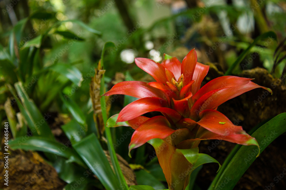 Red Flower Red Flower