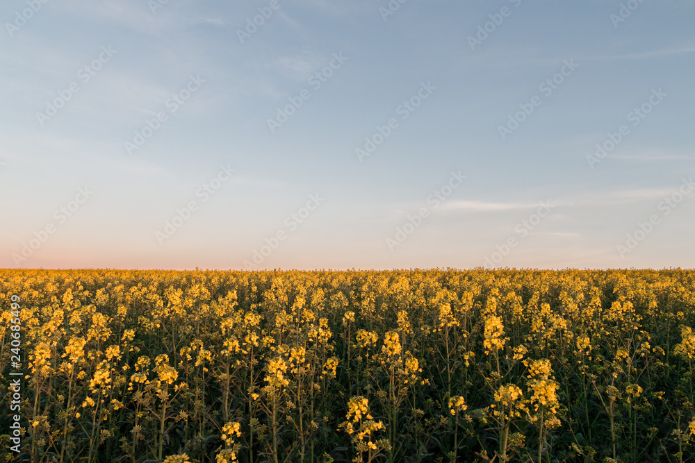 Obraz premium Empty Canola Field