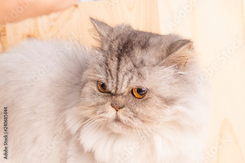 White gray Persian cat with expressive golden eyes.