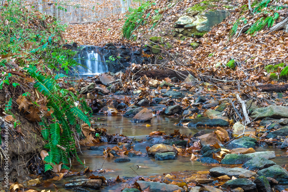 forest stream in the autumn forest