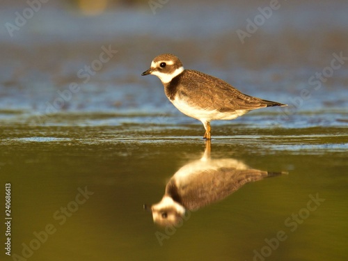 The little ringed plover (Charadrius dubius) , juvenile bird, reflection in water © Hubert Schwarz