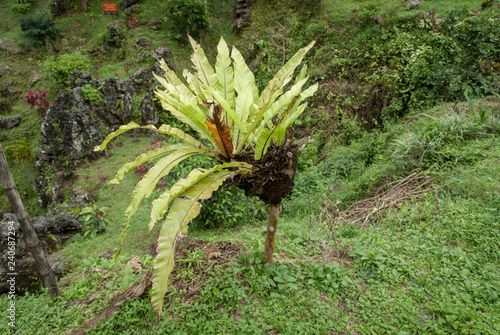 paku sarang burung or Asplenium nidus grows on a stem