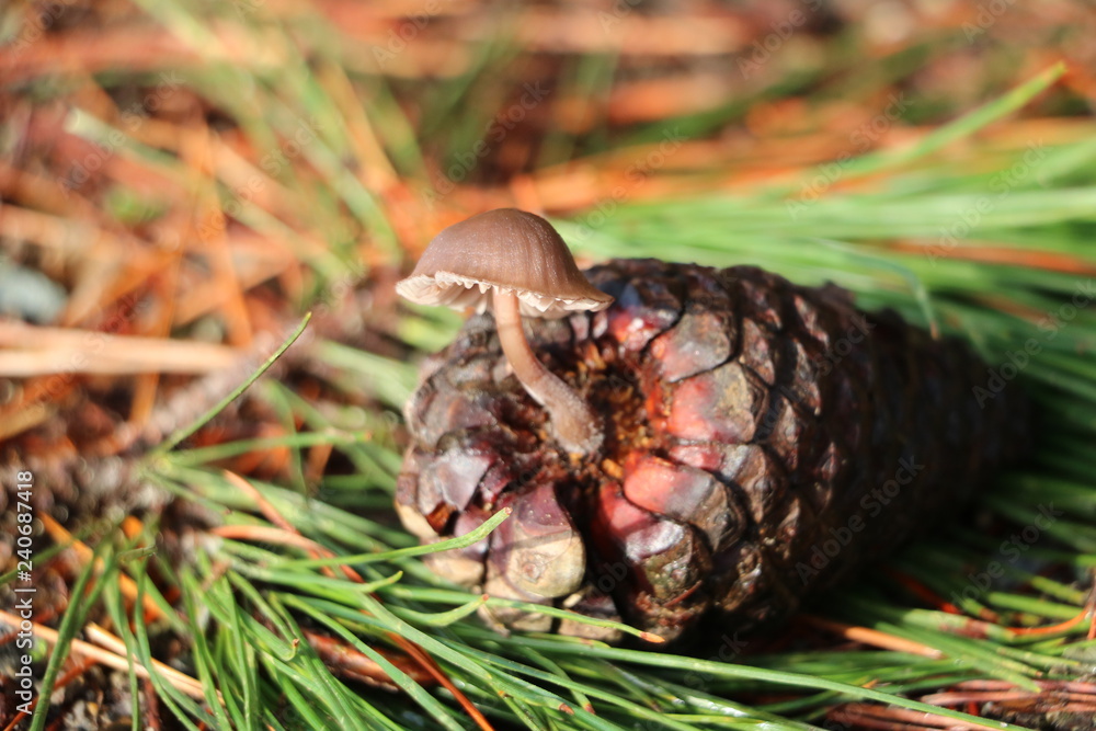 Obraz premium Pine Cone Mushroom