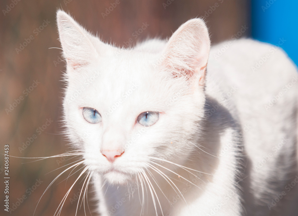 White cat with light blue eyes.