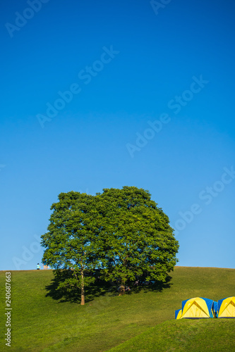 landscape of tree with blue sky