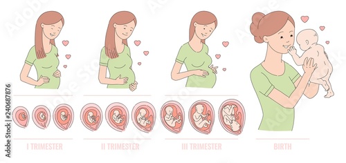 Vector sketch pregnant woman and human embryo development circle with female uterus icon. Human fetus growth through the stages of pregnancy from a cell to a baby. Medical concept poster illustration