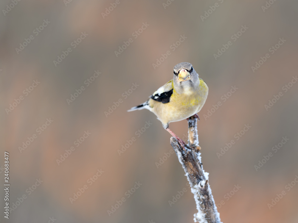 Female Evening Grosbeak in Winter, Portrait Female Evening Grosbeak in Winter, Portrait