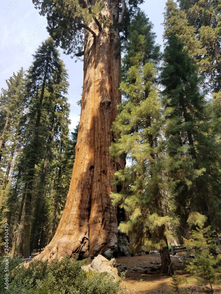 Fototapeta premium One Big Sequoia Tree
