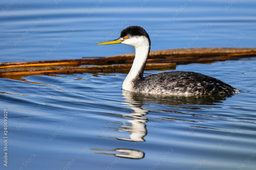 Western Grebe in Water