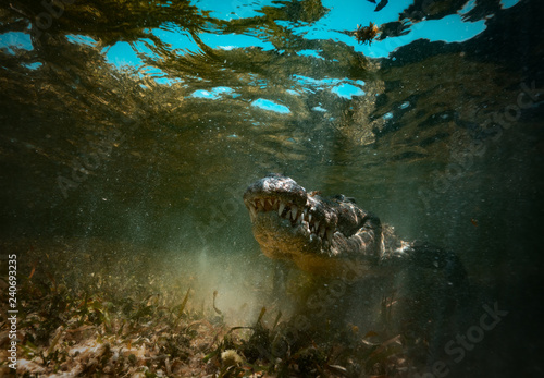 Saltwater crocodile predator hiding in muddy water underwater shot