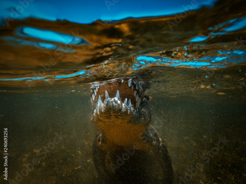 Canvas Print Saltwater crocodile Jaws and teeth closeup underwater shot
