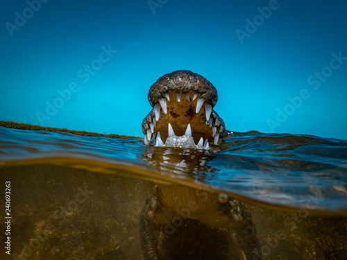 Canvas Print Saltwater crocodile Jaws and Teeth closeup half water underwater shot
