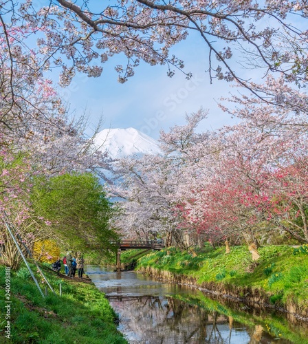 Wallpaper Mural Cherry blossom with full blooming and Fuji mountain in backgroud, Japan. Torontodigital.ca