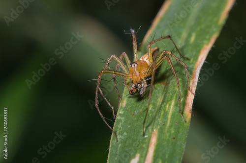 female lynx spider feeding on small fly on green leaf © somyot
