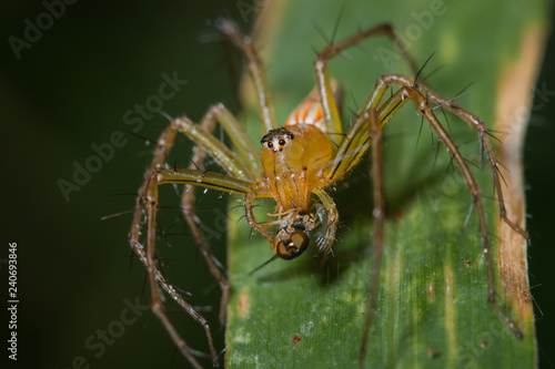 close up female lynx spider feeding on fly on green leaf © somyot