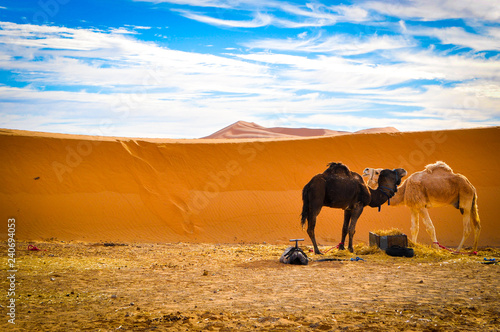 Camels together in the desert