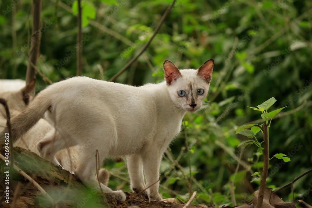 The beauty of the cat in the natural distance.