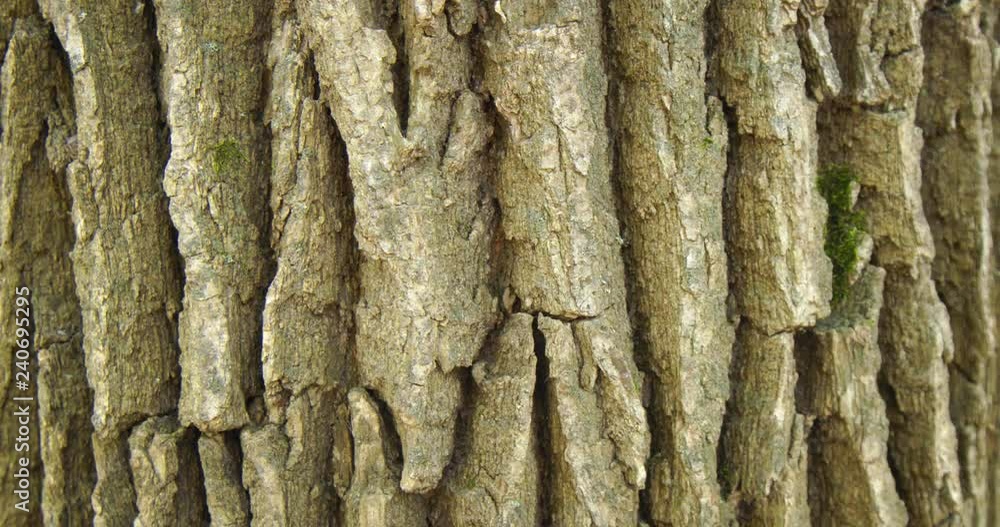Rough Texture of Tree Bark in Extreme Closeup Rough Texture of Tree Bark in Extreme Closeup