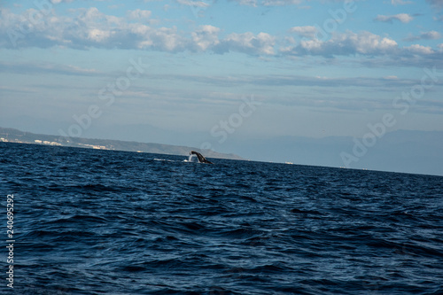 Humpback whale cavorting in Bucerias Bay near Punta Mita, Nayarit, Mexico