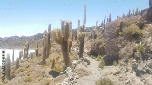 The Uyuni Salar Incahuasi cactus island in Bolivia. Bright sunny day on a natural wonder. blue sky