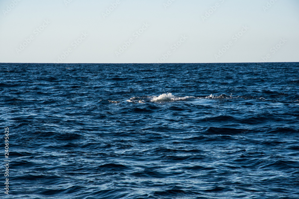 Fototapeta premium Humpback whale cavorting in Bucerias Bay near Punta Mita, Nayarit, Mexico