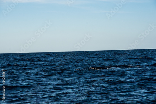 Humpback whale cavorting in Bucerias Bay near Punta Mita, Nayarit, Mexico © Katherine