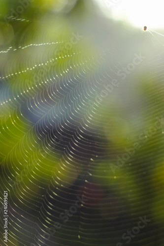 Spider's fiber Cut with natural blurred background 