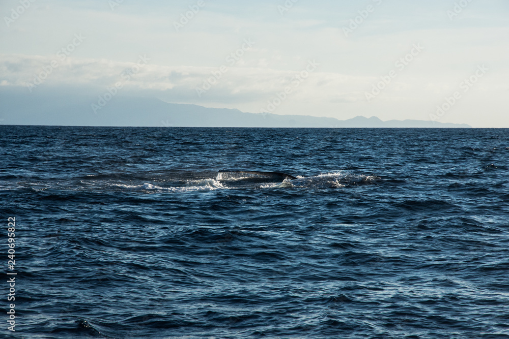 Fototapeta premium Humpback whale cavorting in Bucerias Bay near Punta Mita, Nayarit, Mexico