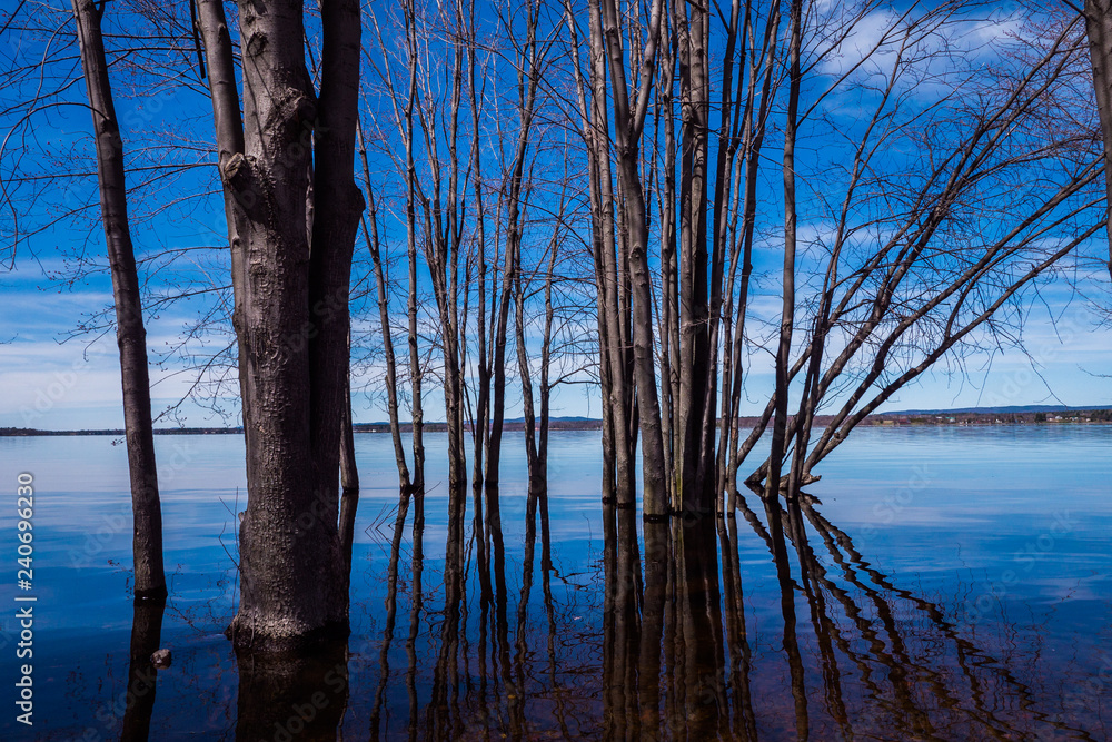 Beautiful submerged trees by riverside with reflections, rocks and blue sky in spring.