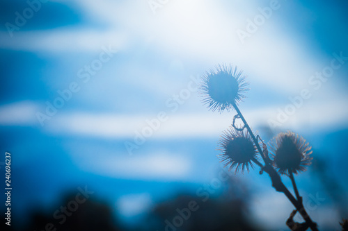 Backlit burrs with cloudy blue blurred background in summer