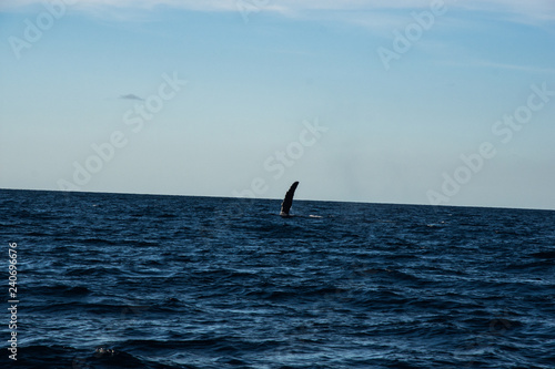 Humpback whale cavorting in Bucerias Bay near Punta Mita, Nayarit, Mexico © Katherine