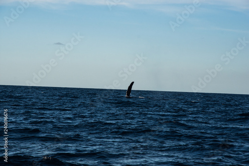 Humpback whale cavorting in Bucerias Bay near Punta Mita, Nayarit, Mexico