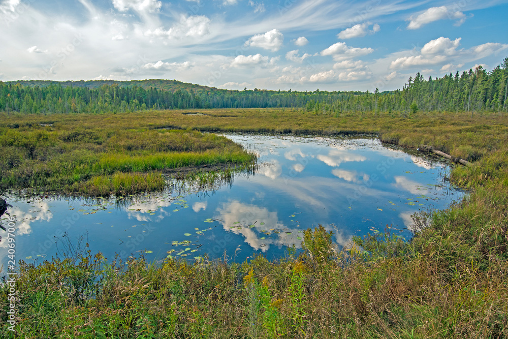 Reflections on a Wetland Pond