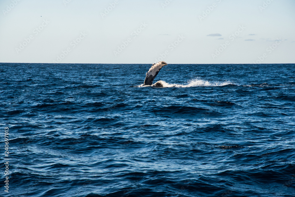 Fototapeta premium Humpback whale cavorting in Bucerias Bay near Punta Mita, Nayarit, Mexico
