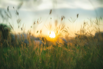 Rideaux Beige Prairie grasses twilight  © akkraraj