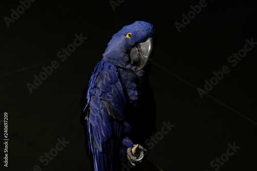 blue macaw parrot