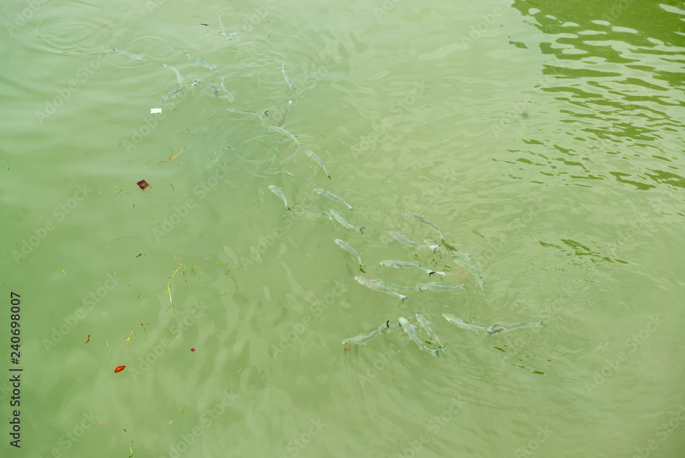 Many fishes swimming on green water surface Many fishes swimming on green water surface