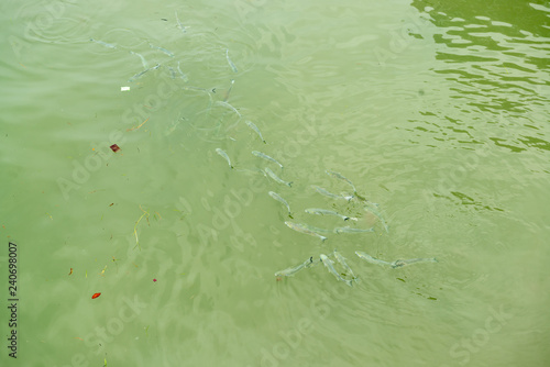 Many fishes swimming on green water surface