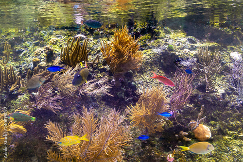Several colored fishes under water with coral