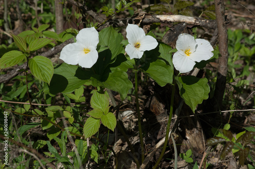 Honey Bee Pollinating a White Trillium in the Forest , YMX AIrport photo