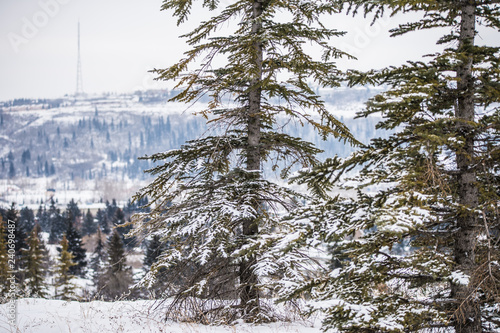 Tress covered with snow after a heavy snowstorm photo