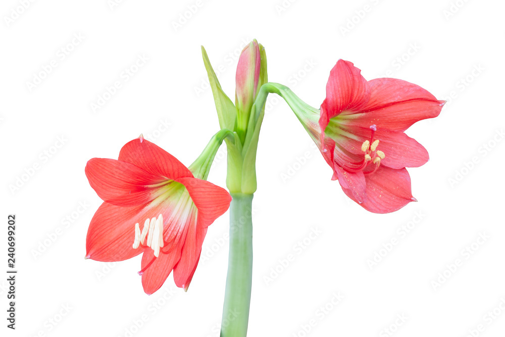 Obraz Czerwony hippeastrum lub amarylek kwiaty odizolowywający na białym tle z ścinek ścieżką.