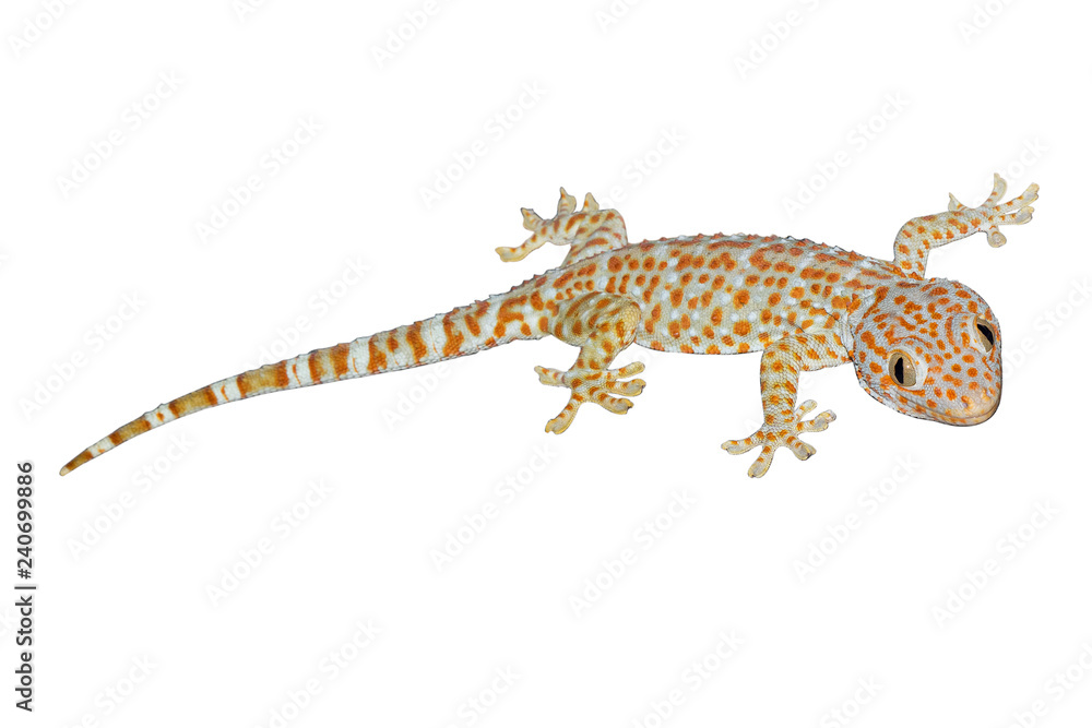 Naklejka premium Gecko isolate on white background.