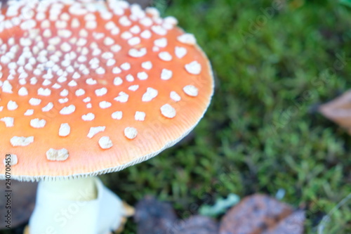 Toadstool